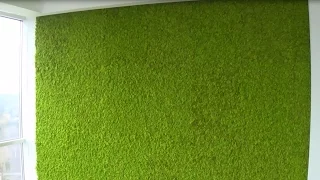 Дизайн квартири стабілізованим мохом