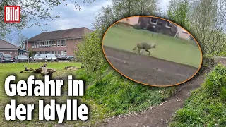 Plötzlich steht ein Wolf vor der Grundschule 😳 | Ostfriesland