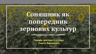 Соняшник як попередник для зернових культур