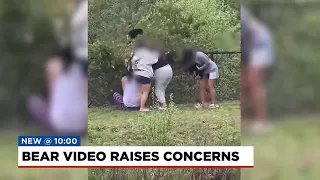 Group caught on camera removing bear cubs from tree in order to take selfies