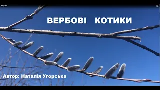 Вербові котики - спостереження в природі та використання для дитячої творчості.