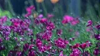 Antonio Vivaldi "Gadalaiki"  - "Pavasaris"