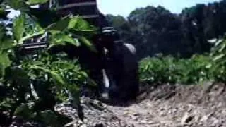 1952 Farmall Cub Hilling Potatoes