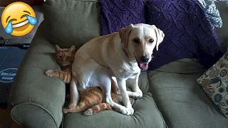 Try Not To Laugh Dogs And Cats 😁 - Best Funniest Animals Video 2024 - Part 28