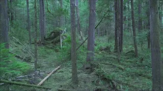 Fisher Release in North Cascades Washington