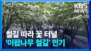 철길 따라 꽃터널…‘전주 이팝나무 철길’ 인기 / KBS  2024.05.04.