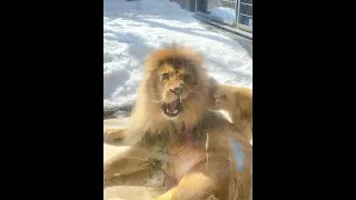 【旭山動物園】ライオン親子、親のたてがみにじゃれる子供ライオン