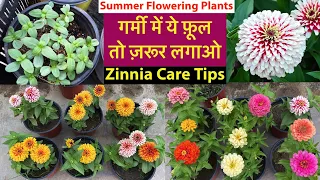 गर्मी का सबसे Special पोधा Zinnia From Seeds With Update || Zinnia Plant Care Tips || Rainy Flowers