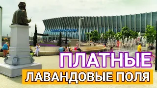 Аэропорт Симферополь. ПЛАТНЫЕ ЛАВАНДОВЫЕ поля в Крыму. ЗАПРЕТ ПАЛАТОК?