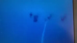 Squid run from dentex