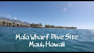 Scuba Diving Maui's Atlantis...Mala Wharf!