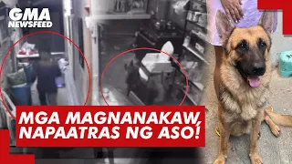 Mga magnanakaw, napaatras ng aso! | GMA News Feed