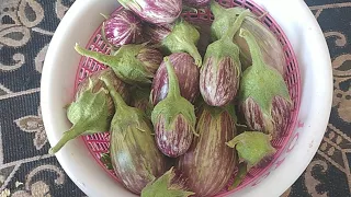 Ma chettu brinjals..