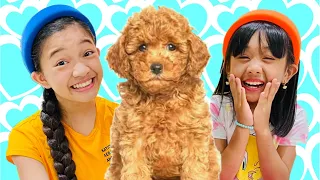 NEW PET DOG | KAYCEE WONDERLAND