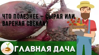 Что полезнее — сырая или вареная свекла?