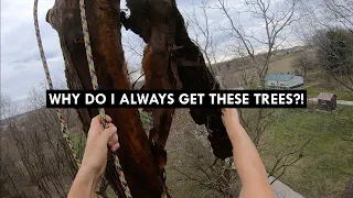 Dead Tree Climbing Unedited (Lots of tips and tricks!)