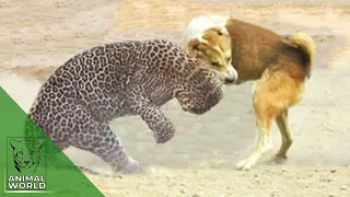 Leopard attacks a dog in an adjoining forest office in Mumbai! | Animal World