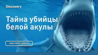 Тайна убицы большой белой | Discovery Channel