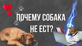 Почему собака не ест? Ветеринар рассказывает, почему у питомца нет аппетита и что с этим делать.