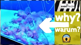 Loro Parque: JELLYFISH in Aqua Viva 💧 | zoos.media