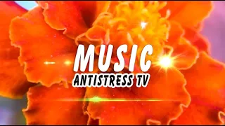 Новая КРАСИВАЯ МУЗЫКА 2020! Обволакивающая Сердца Мелодия - AndrUS [Antistress Music]