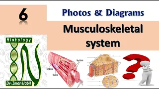 Practical Musculoskeletal system-Diagrams and photos