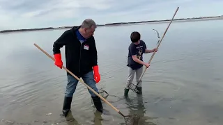 Digging Clams and Oysters on Cape Cod