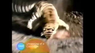 Animal Face Off - Lion Vs Tiger (Full doc in description)