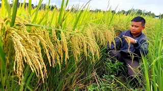 Rice Farming | 6 Expert Tips para Tumaas ang Ani sa Palay