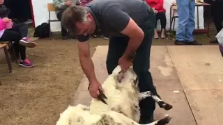 Sheep shearing at Cnoc Fola Festival in Donegal, on the Wild Atlantic Way