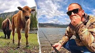 TROUT FISHING & Exploring YELLOWSTONE!!! BABY BISON, Bears & Wolves Encountered!