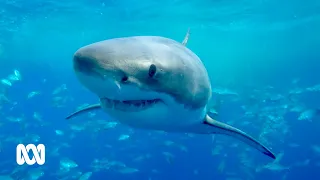 Australia’s great white shark cage-diving dividing communities 🦈 | Landline | ABC Australia