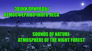 Звуки природы, пение птиц, Звуки Леса, для релаксации, сна, Медитации, Relax Sounds of nature - 2021