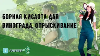 Борная кислота для винограда, опрыскивание