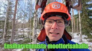 Ensiharvennusta moottorisahalla