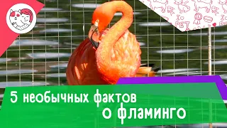 5 необычных фактов о фламинго