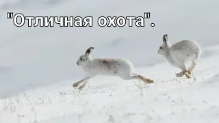 #Охота на зайца-русака. "Отличная охота".