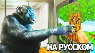 Я Научил ОБЕЗЬЯНУ Играть в МАЙНКРАФТ| ChrisDaCow на Русском