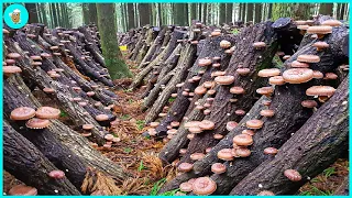 How The Japanese Grow Billions Of Shiitake Mushrooms In The Forest - Shiitake Mushroom Harvesting