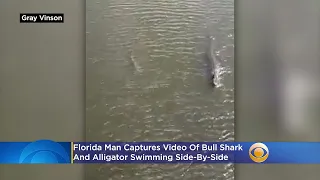 SEE IT: Florida Man Captures Video Of Bull Shark And Alligator Swimming Side-By-Side