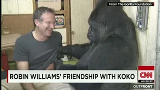 Robin Williams Meets Koko the Gorilla: A Heartwarming Encounter | Exclusive Footage