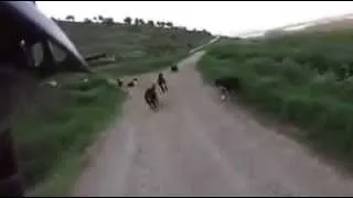 هجوم قطيع من الكلاب على سائق دراجة.......(موقف صعب جدا)
