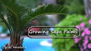 Sago Palm Care & Issues - Cycas revoluta