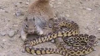 Белка против змеи / squirrel vs snake