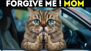 Scientists Reveal How Cats Really Apologize to Their Humans ?