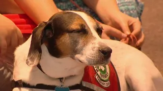 Therapy dogs help children learn to read