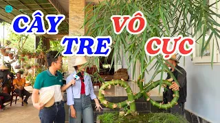 Đi ngắm cây tre vô cực ở Tây Nguyên - ĐỘC LẠ BÌNH DƯƠNG