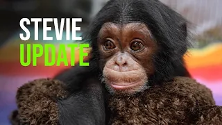 UPDATE: Chimpanzee Stevie @ 10 weeks