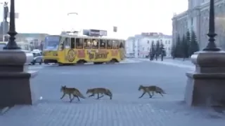 В Екатеринбурге появились лисы