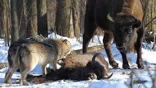 Wolves vs herd of bison (Chernobyl)